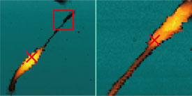 研究チームは、解析対象の細胞をイメージングした後、この画像を用いて、細胞の核付近（左）と周辺部（右；左の画像の赤い枠内を拡大した画像）からmRNAサンプルを採取した。赤色の×印はサンプリング点を表す。